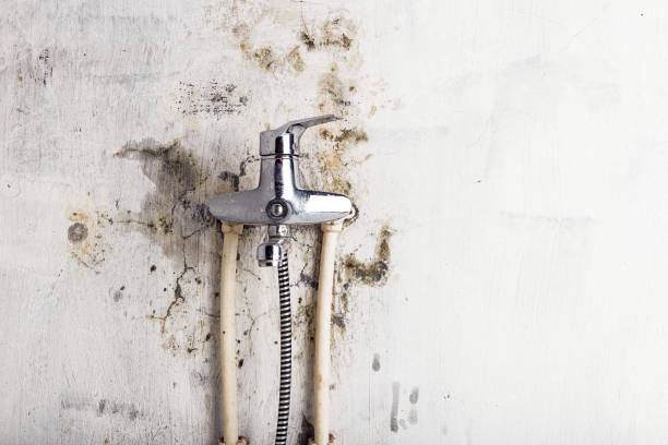 Best Home Mold Removal  in Enon, OH