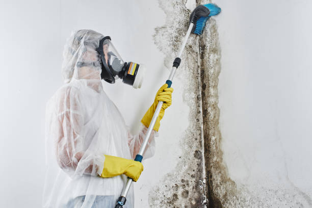 Best Mold Cleaning Services  in Enon, OH