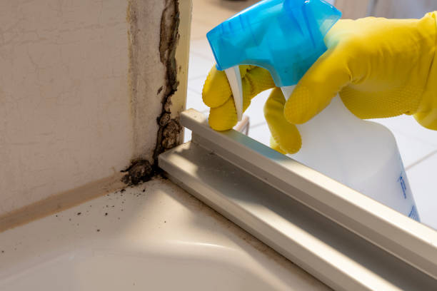 Best Attic Mold Removal  in Enon, OH