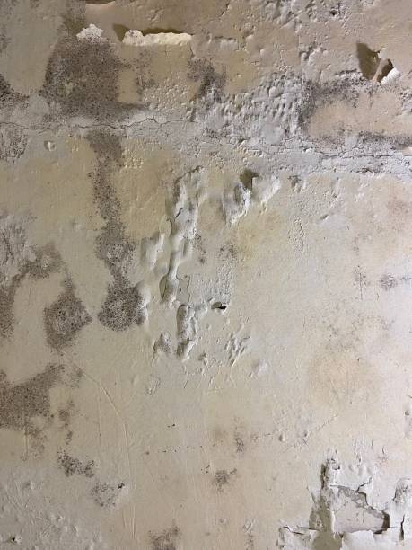Best Certified Mold Removal  in Enon, OH
