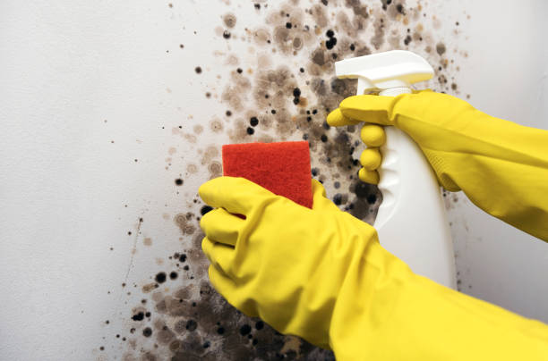 Best Fast Mold Removal  in Enon, OH