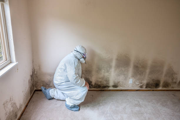 Best Emergency Mold Removal  in Enon, OH