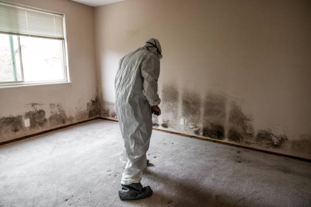 Best Toxic Mold Removal  in Enon, OH